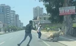 Adana’da kaçan koyun ve keçiler sahiplerini peşlerinden koşturdu