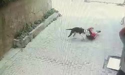 Ataşehir’de pitbull cinsi köpeğin çocuğa saldırdığı anlar kamerada
