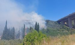 Bursa’da çam ormanı yanıyor