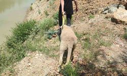 Dağlık alanda mahsur kalan kurbanlık koyunu ekipler kurtardı