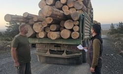 Kaçak ağaç kıyımına ağır ceza