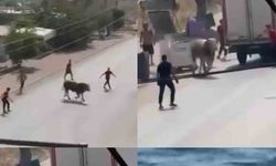 Kaçan boğa ortalığı bir birine kattı, diğeri ise denizde telef oldu