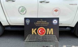 Konya’da yasadışı sincap ticaretine operasyon