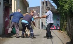 Rize’de kaçan kurbanlık sahiplerini peşinden koşturdu