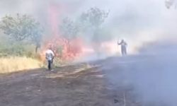 Siirt’te çay için yakılan ateş fıstık ağaçlarını küle çevirdi