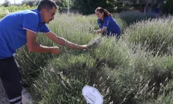 Muğla’da aromatik üretim ekonomiye katkı sağlıyor