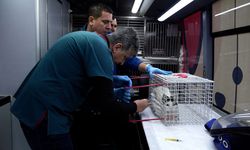 Sokaktaki canlar “Can Dost”la emin ellerde