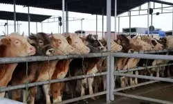 İzmirliler dikkat! Şap uyarısı verildi