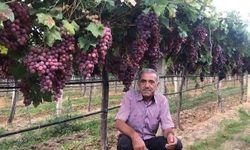 TARİŞ’in açıkladığı üzüm fiyatına tepki
