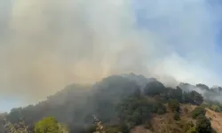 Düzce’de Orman Yangını: Ekipler Havadan ve Karadan Müdahale Ediyor
