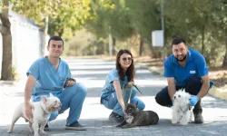 İzmir’de el konulan 20 cins köpek sahiplendirilecek