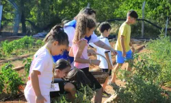 Muğla’da minik eller hasat sevinci yaşadı