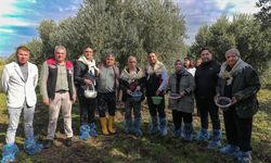 Aliağa Belediyesi'nden 4.Zeytin Hasat Şenliği