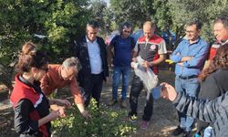 Aydın'da sakız ağacı üretimi yaygınlaştırılacak