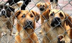 Datça'daki hayvan barınağındaki koşullar tepki topladı