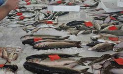 Hamsi 100 Liraya düştü, balıkseverler coştu!