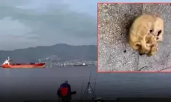 İzmir'de oltaya insan kafası takıldı!