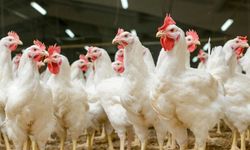 Türkiye'den Çin'e dev tavuk ayağı ihracatı