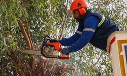 Buca'da budama seferberliği başladı