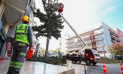 Denizli Büyükşehir Belediyesi'nde budama çalışmaları