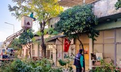 Efeler'de ağaç budama çalışmaları sürüyor