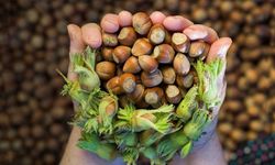 Ferrero'nun fındık politikası gündemde