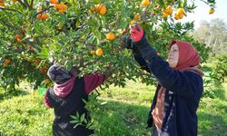 Hataylı üreticiden tepki: 'Maliyeti 5 TL, satış 3 TL'