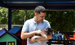 Kuşadası'nda can dostlar emin ellerde