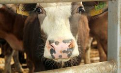 Mudurnu'da şap nedeniyle 18 köy ve 4 mahalle karantinaya alındı