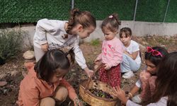 Seferihisar'da 2. Orhanlı Zeytin Hasadı Festivali başladı