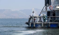 Bostanlı Sahili 'Deniz Marulu' ile kaplandı