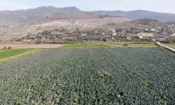 Brokoli fiyatı tarladan pazara üçe katlanıyor