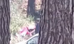 Buca'da bir kadın ormanlık alanda darp edildi