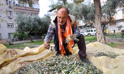 Buca'da dayanışma için hasat zamanı