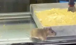 Buca'daki börekçide fare skandalı: İşletme mühürlendi