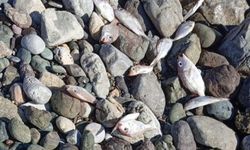 Datça'da ölü balıklar sahile vurdu!