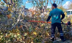 Efeler'de budama çalışmaları sürüyor