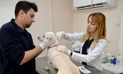 Evcil hayvanlarda mikroçip zorunluluğu