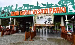İzmir Doğal Yaşam Parkı'na siyah jaguar ve boz ayı getirildi
