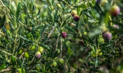 İzmir Kooperatifçilik Buluşmaları 19 Aralık'ta