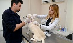 Kuşadası Belediyesi Veteriner İşleri Müdürlüğü'nden 'mikroçip' uyarısı