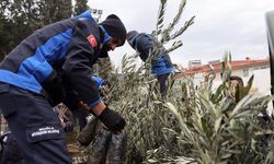 Büyükşehir'den Ula'da üreticiye zeytin ve ceviz fidanı desteği