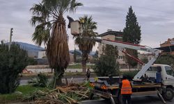 Efeler'de Umurlu Karayolu'nda budama çalışması