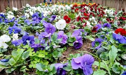 Efeler'de Sokaklar ve Parklar Renkleniyor