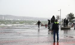 İzmir körfezi'ndeki midyelerde Hepatit A ve Norovirüs alarmı