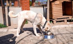 Başkan Yetişkin: 'Artık çöpe giden yemekler can dostlarımız için mamaya dönüşüyor'