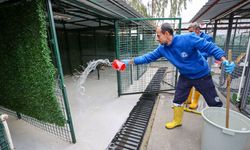 Buca'nın can dostlarına 'beş yıldızlı' bakım