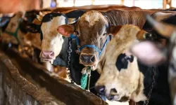 2026 kurbanlık fiyatları belli oldu