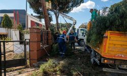 Efeler Belediyesi'nden yüksek çam ağaçlarına bakım