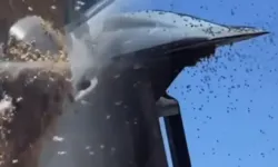 İsrail'de dev arı sürüleri hava trafiğini durdurdu